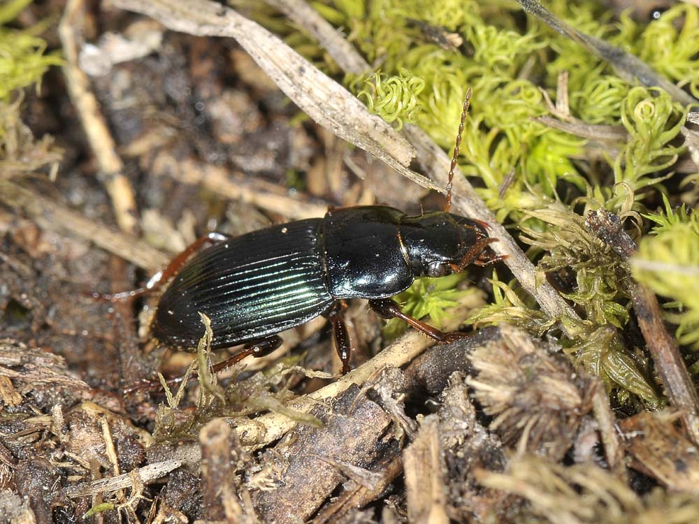 Harpalus rubripes